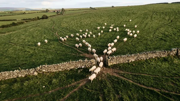 Drone tracking sheep in a pasture