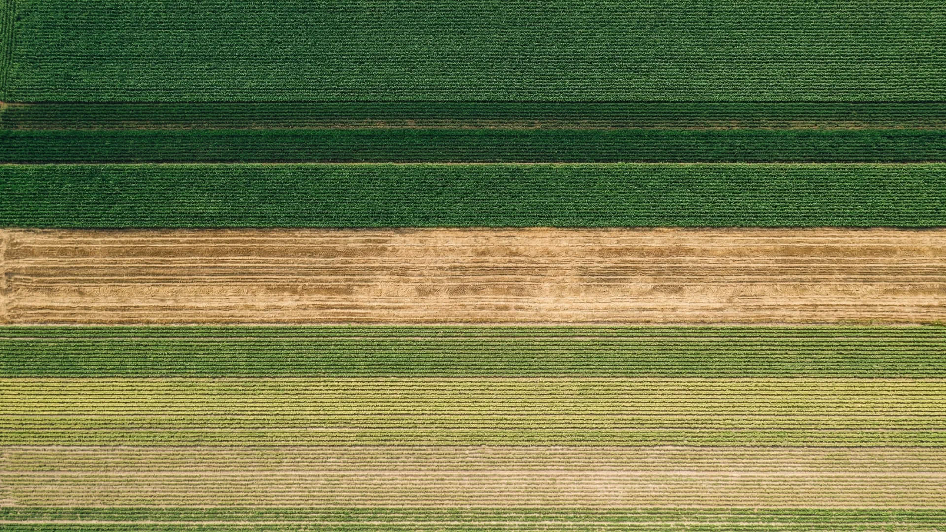 Aerial view of a farm field at sunset
